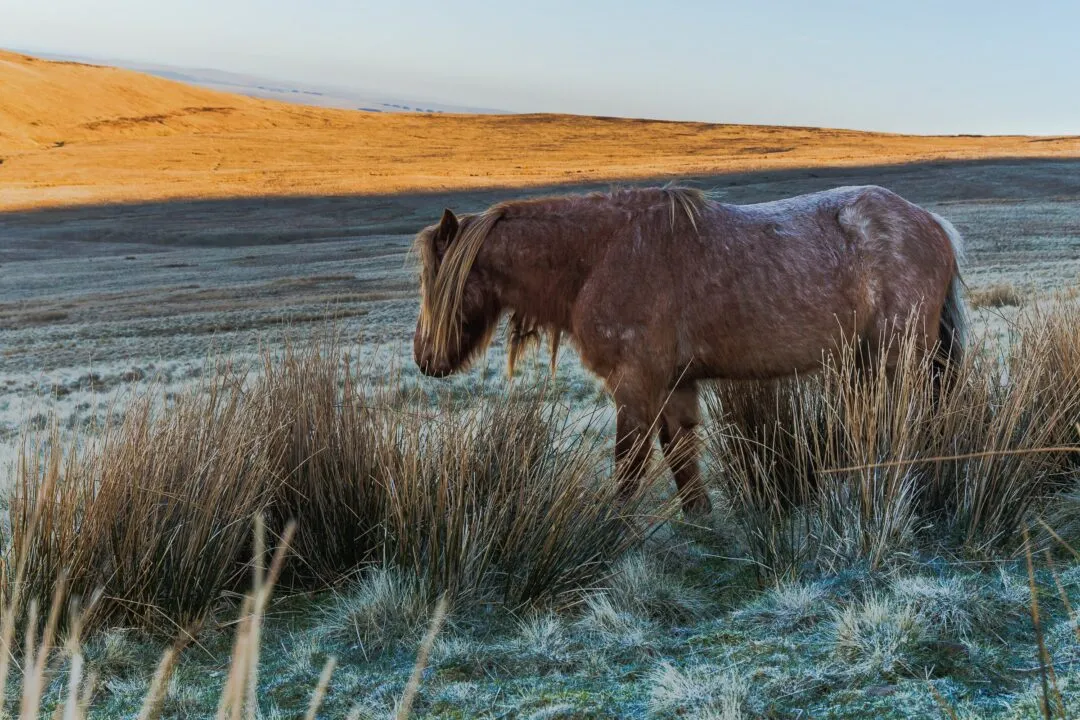 Pen y Fan wild pony close up