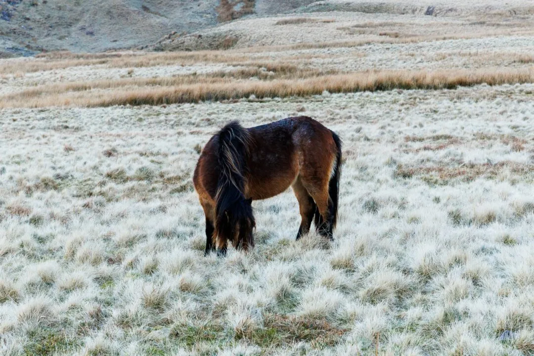 Pen y Fan wild pony frosty grass