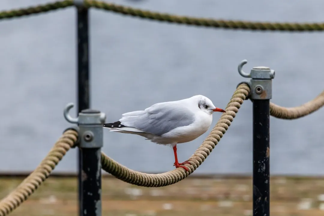 Black headed gull on rope, Petersfield