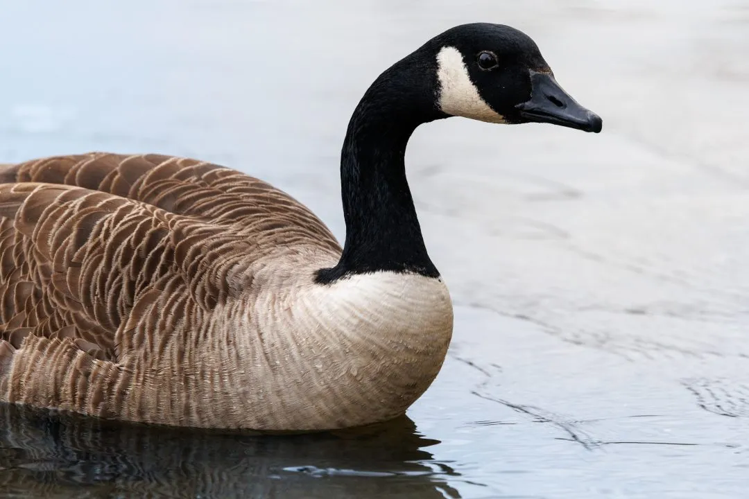 Canada goose portrait, Petersfield