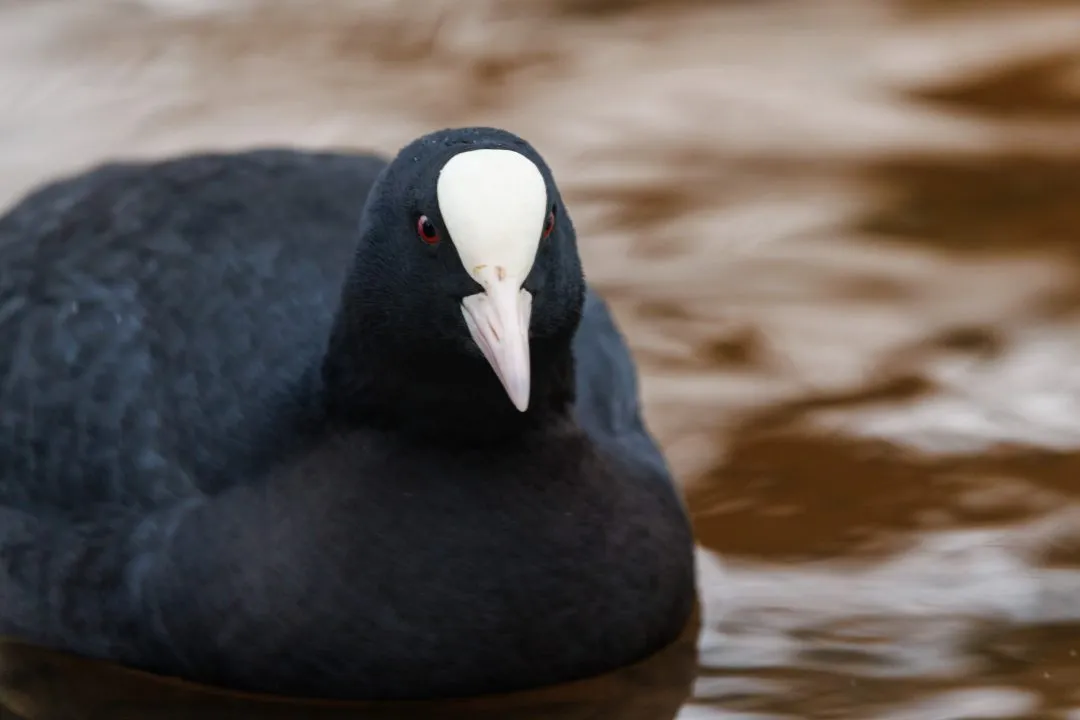 Coot close up, Petersfield