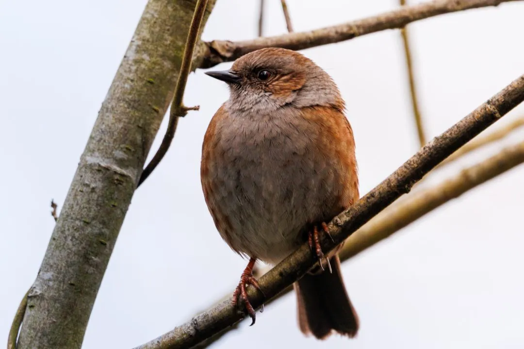 Dunnock portrait, Petersfield