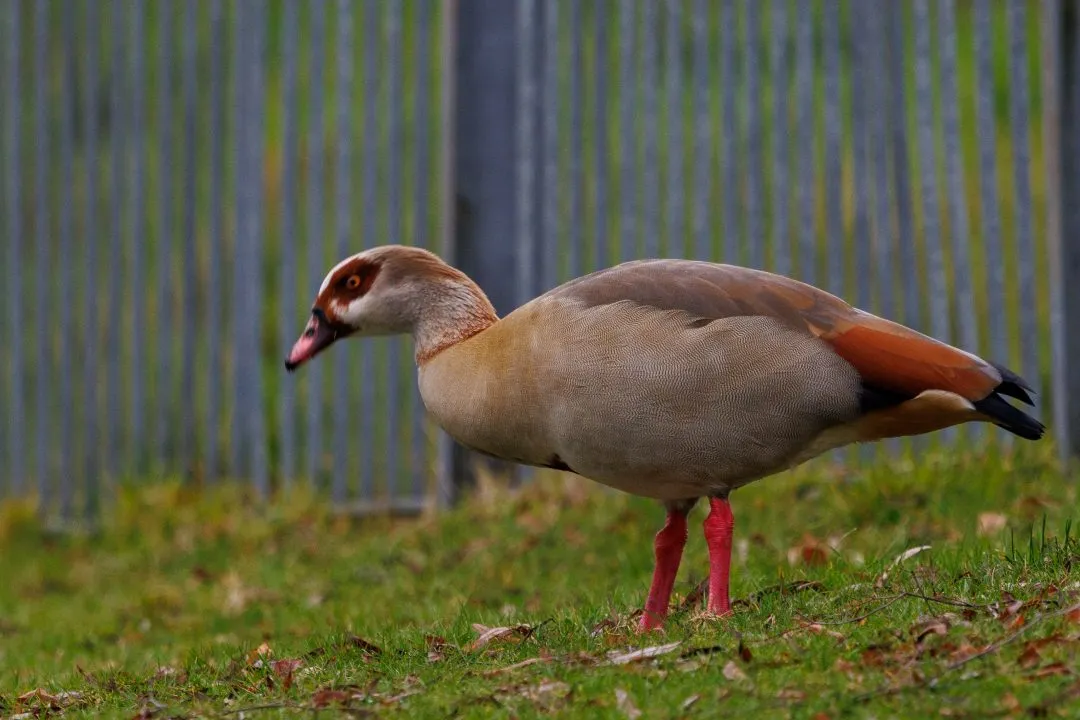 Egyptian goose, Petersfield