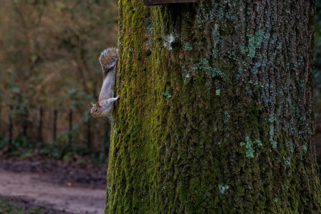 Grey squirrel tree trunk, Petersfield
