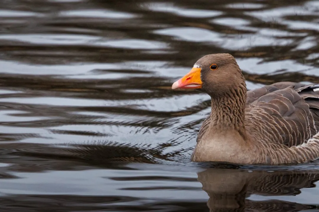 Greylag goose portrait, Petersfield
