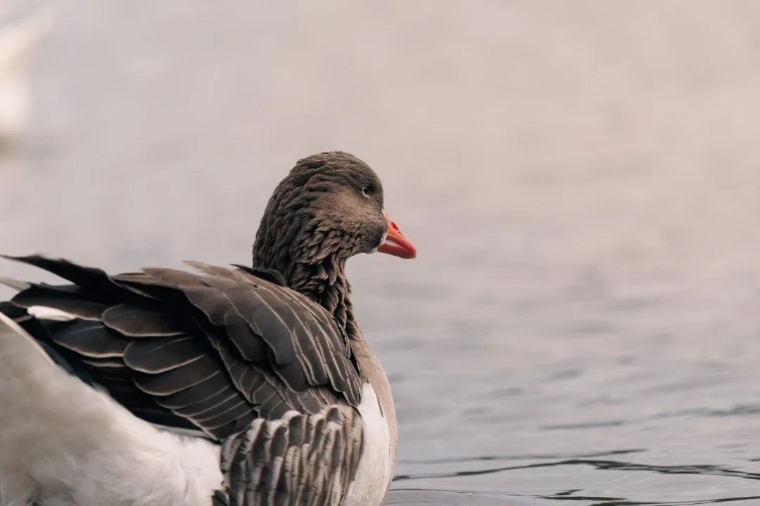 Greylag goose wing detail, Petersfield