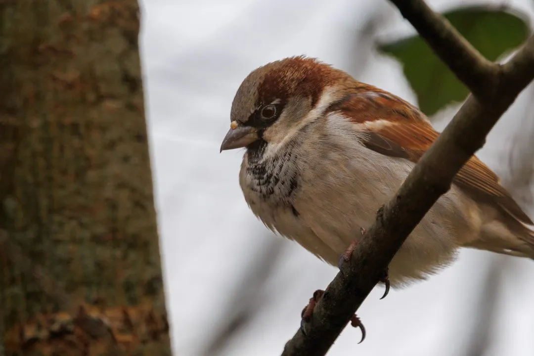 House sparrow branch portrait, Petersfield