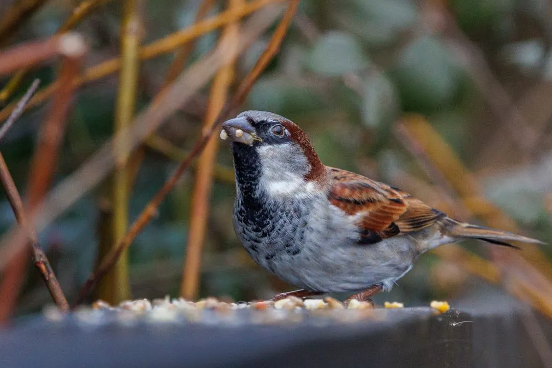House sparrow feeding, Petersfield