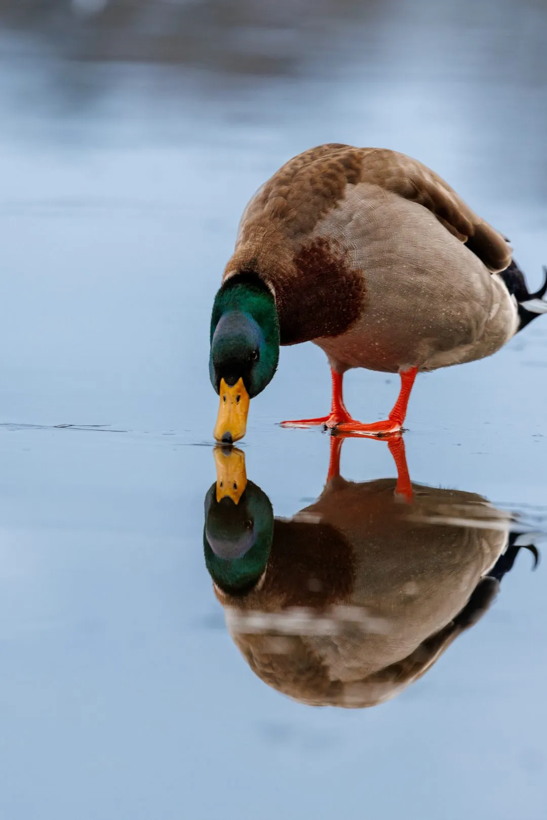 Mallard drinking, Petersfield