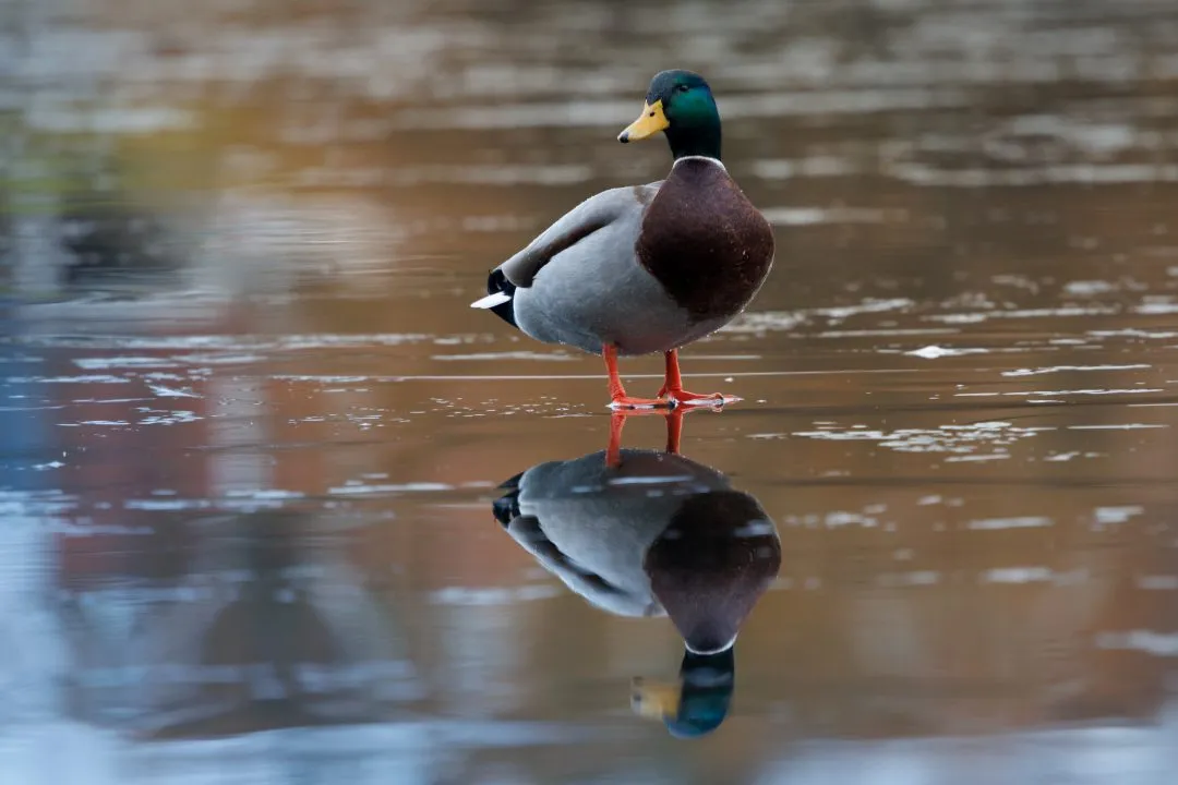 Mallard ice reflection, Petersfield