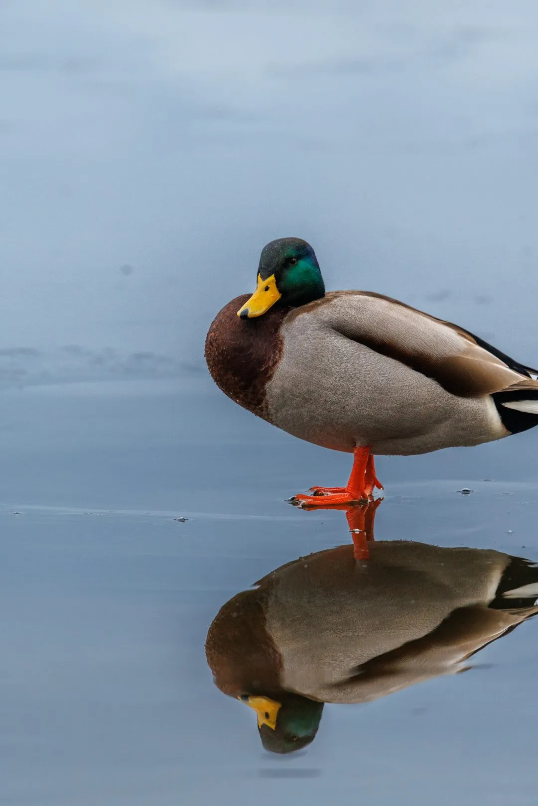 Mallard preening, Petersfield