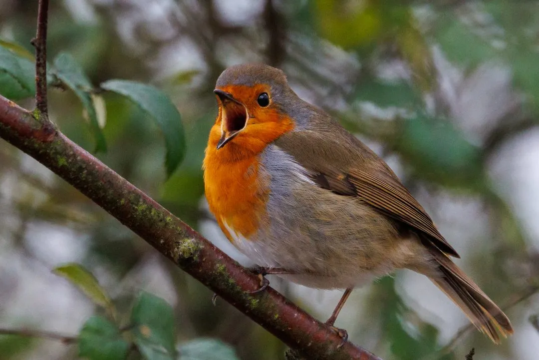 Robin singing, Petersfield