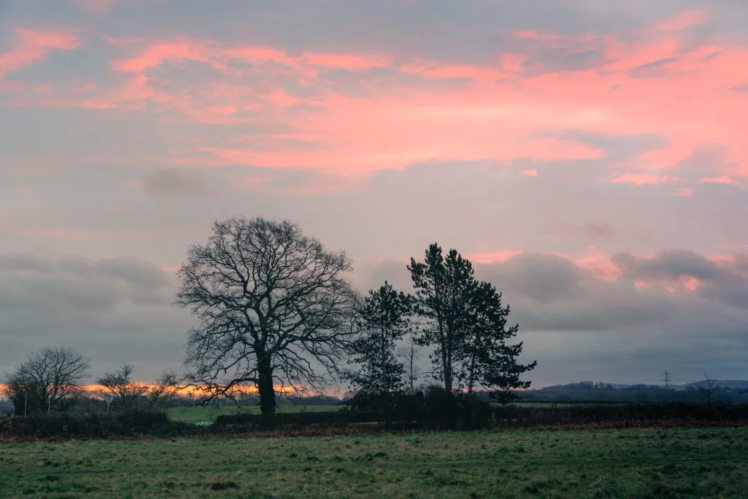 Silhouetted oak pines sunset, Petersfield