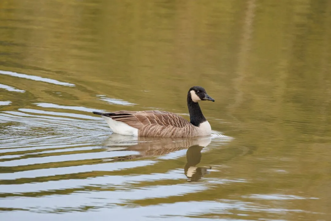Petworth canada goose lake