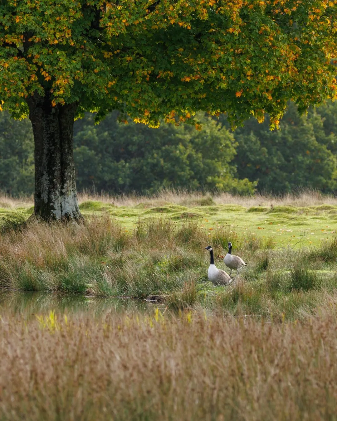 Petworth deer resting group
