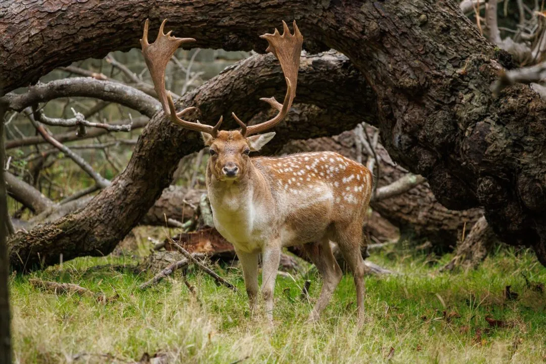Petworth fallow deer antlers close