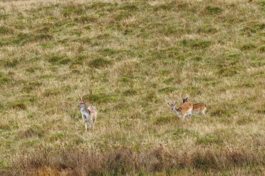 Petworth fallow deer pair