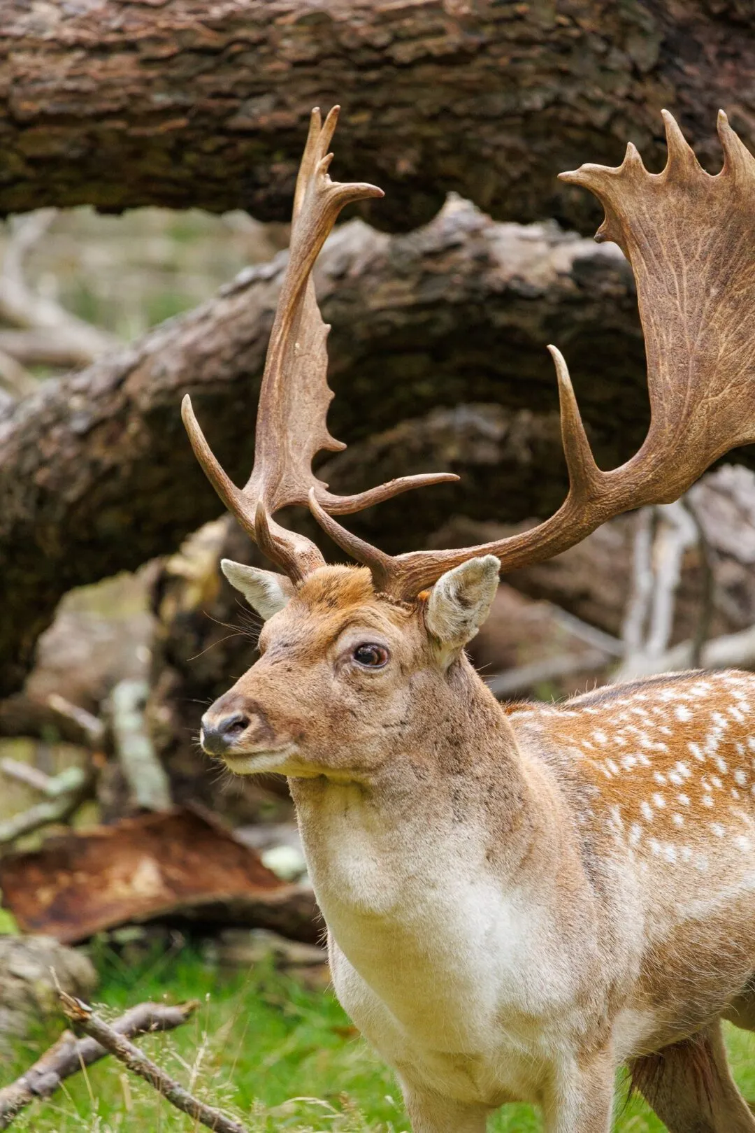 Petworth fallow stag portrait