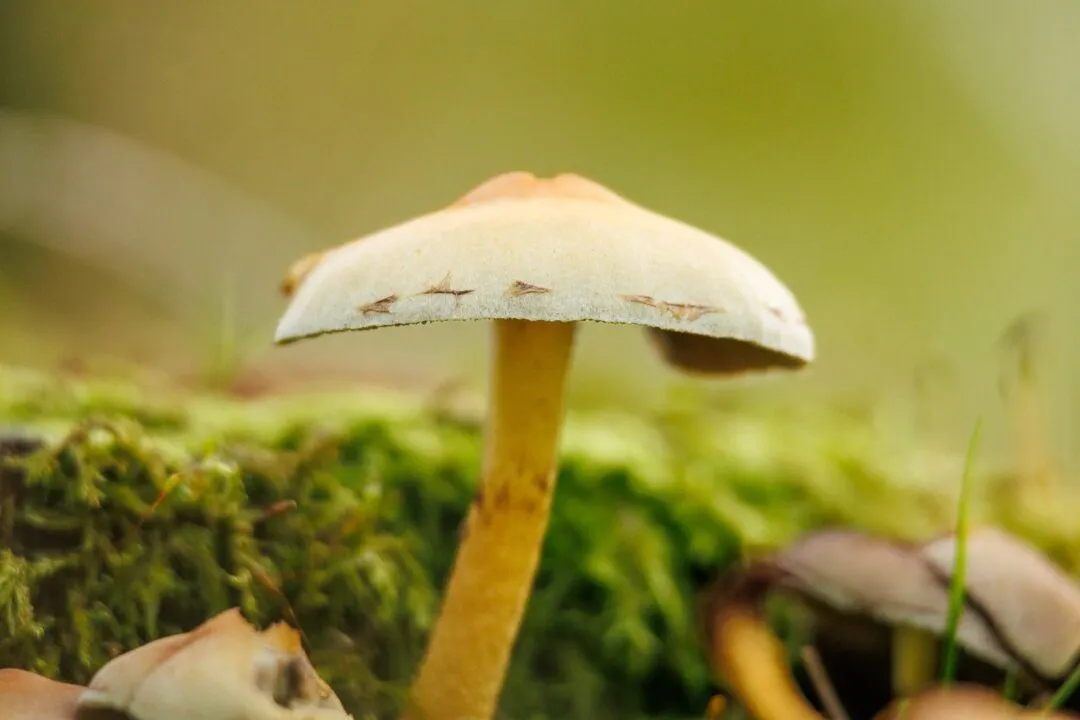 Petworth golden backlit mushroom