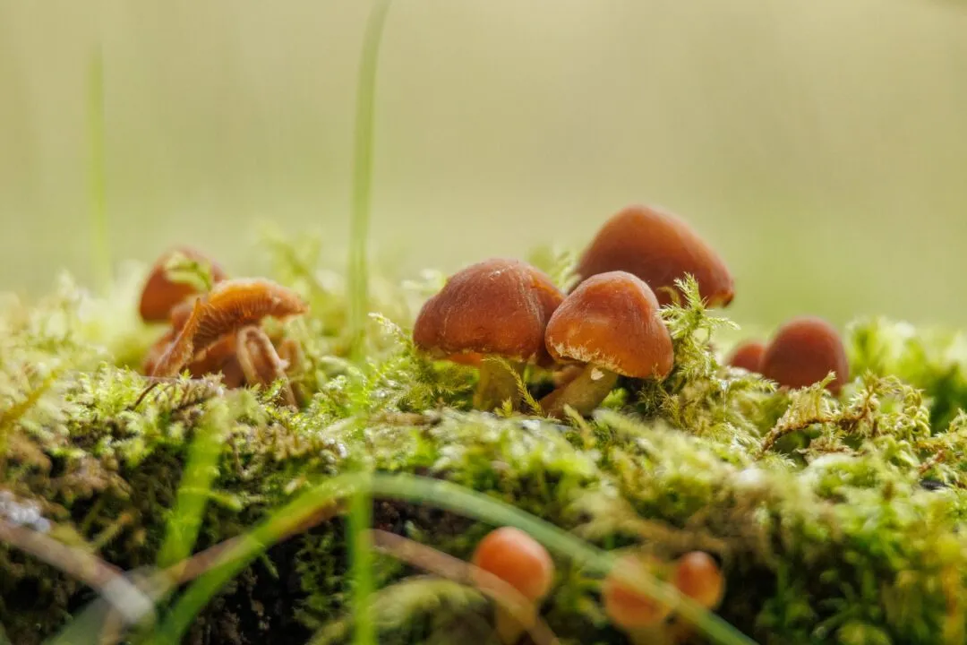 Petworth mushroom cluster moss