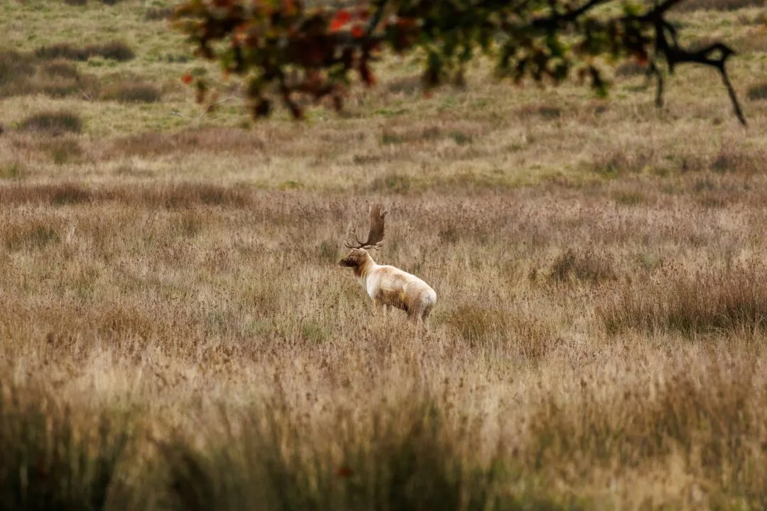 Petworth pale fallow deer distant