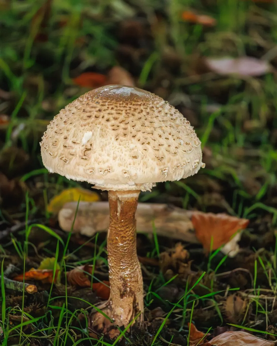 Petworth parasol mushroom