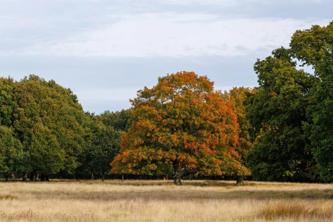 Petworth park autumn oaks