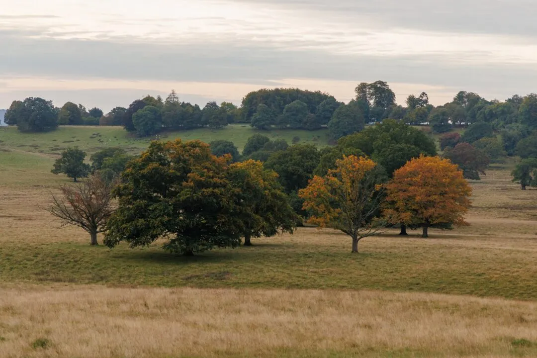 Petworth park autumn parkland