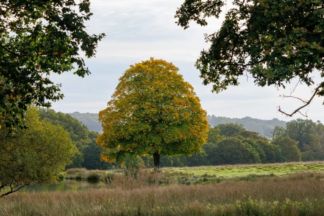 Petworth park golden tree