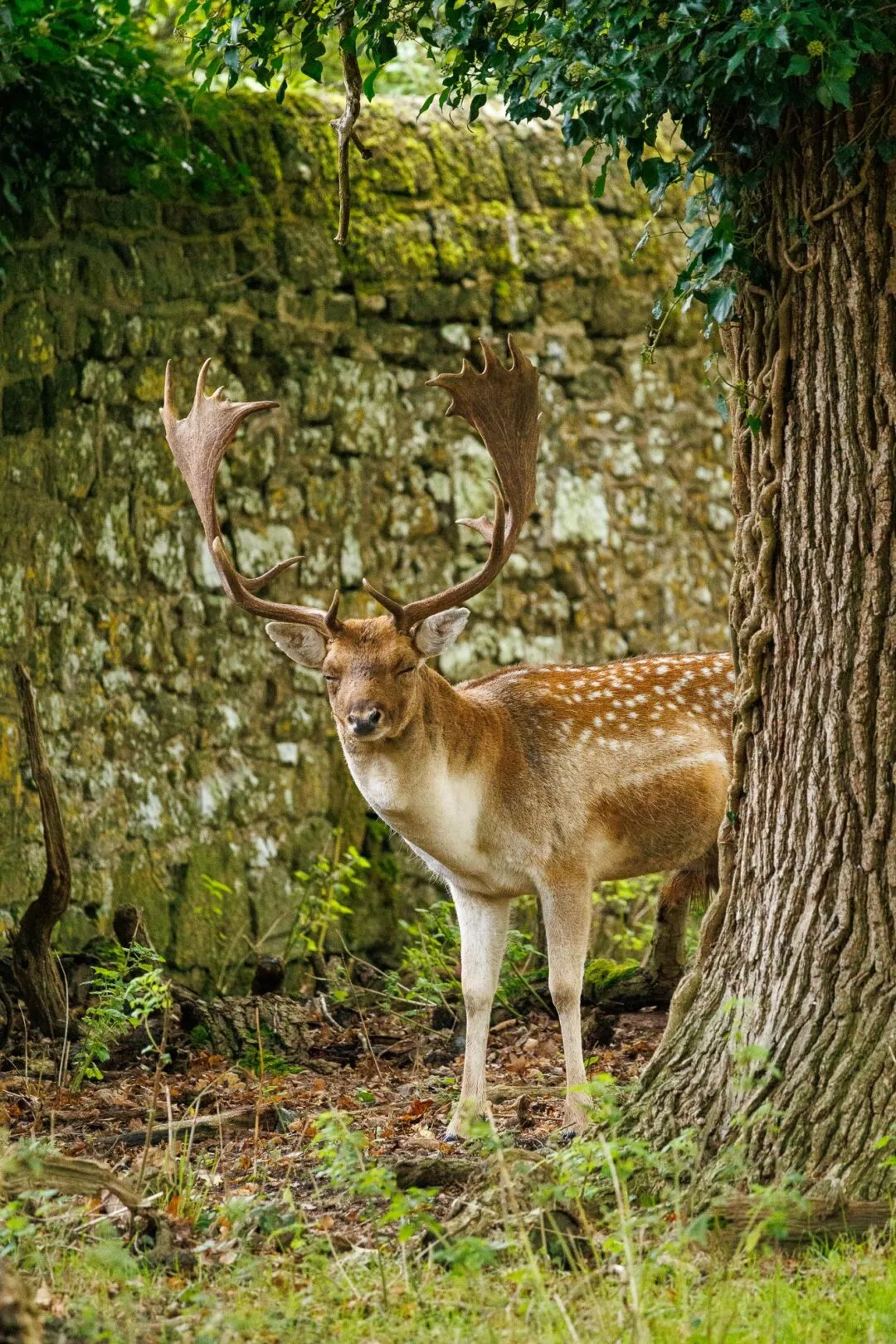 Petworth spotted deer stone wall