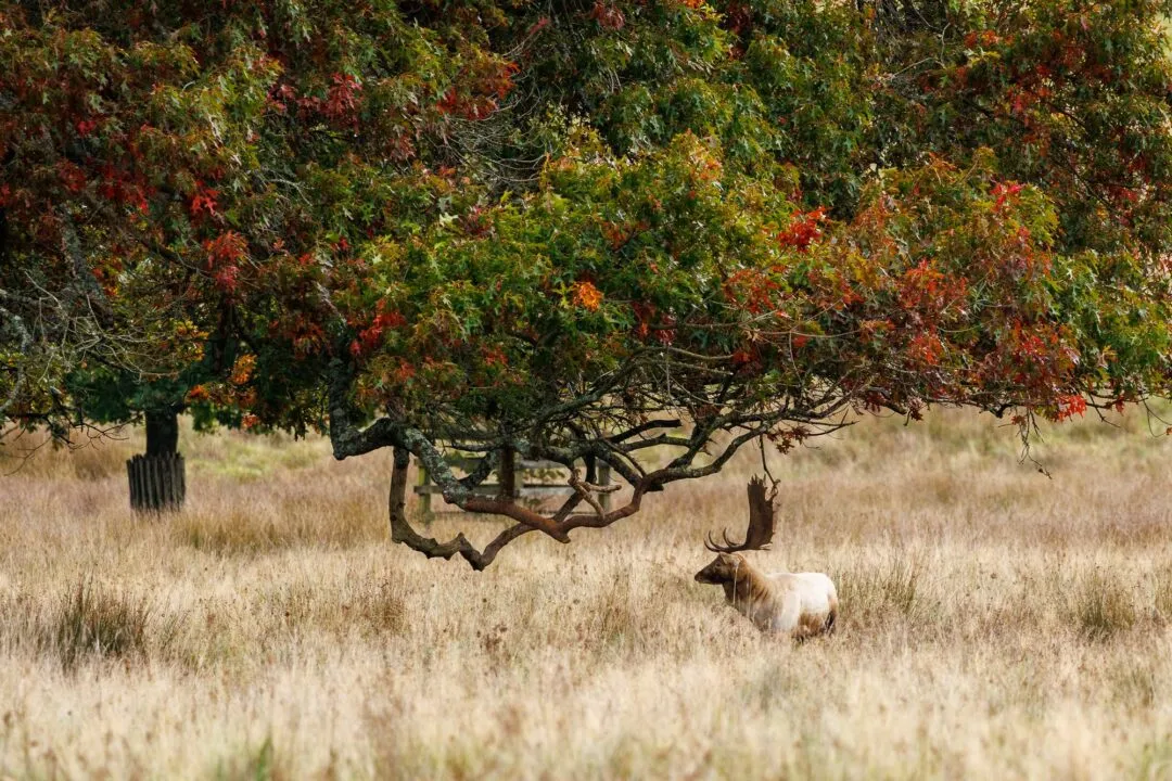 Petworth stag autumn canopy
