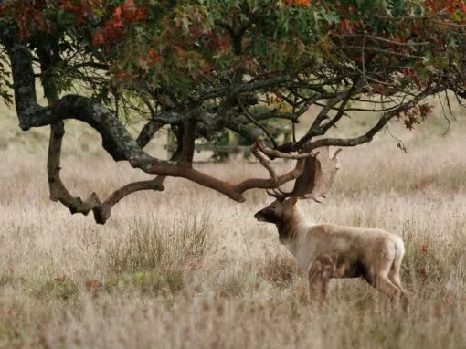 Petworth Park Photography