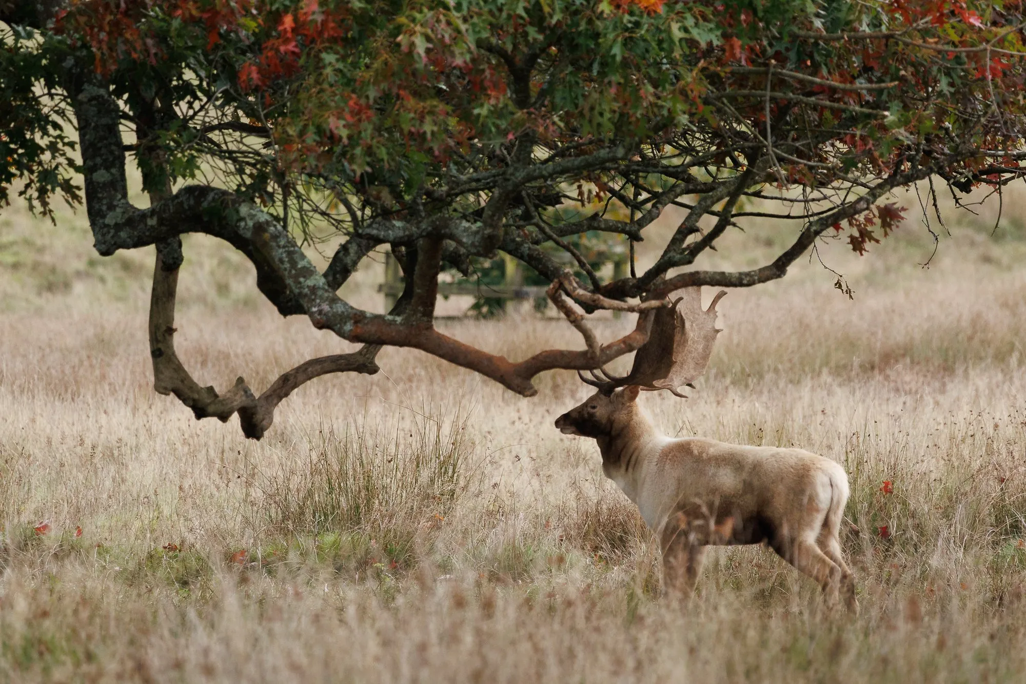 Petworth stag bellowing