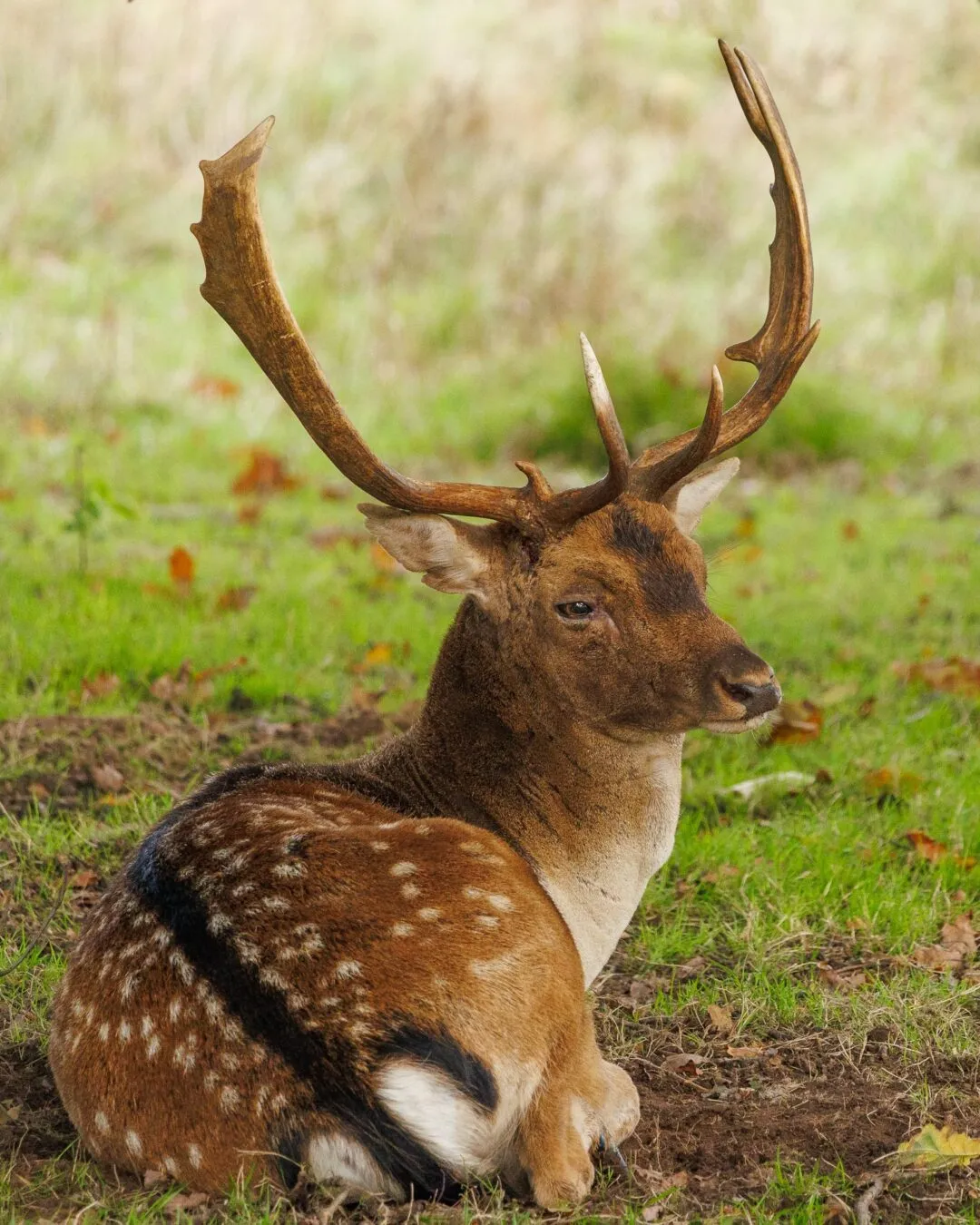 Petworth stag close portrait