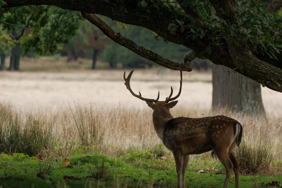 Petworth stag portrait oak