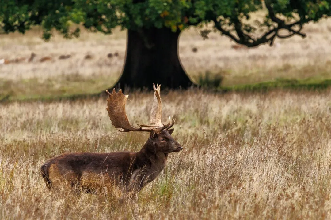 Petworth stag under oak