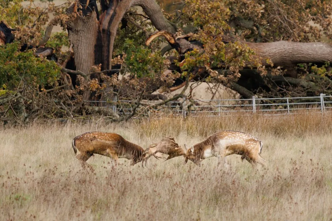 Petworth stags fighting