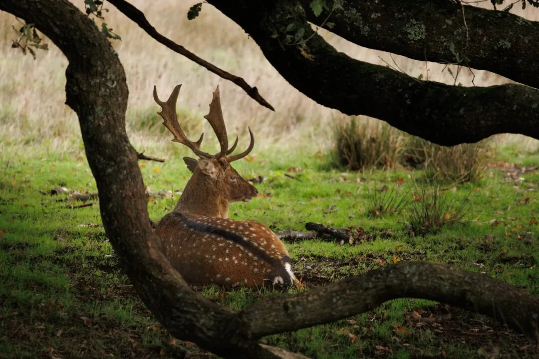 Petworth stags resting shade