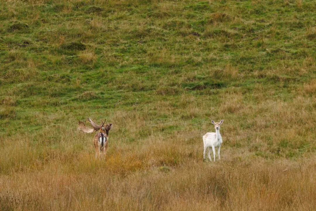 Petworth white fallow deer