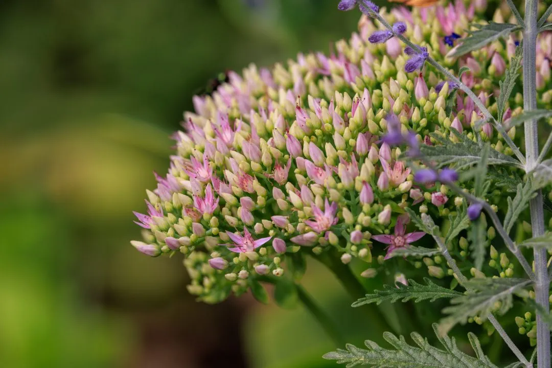 Pink Sedum Flower Cluster, Portsmouth