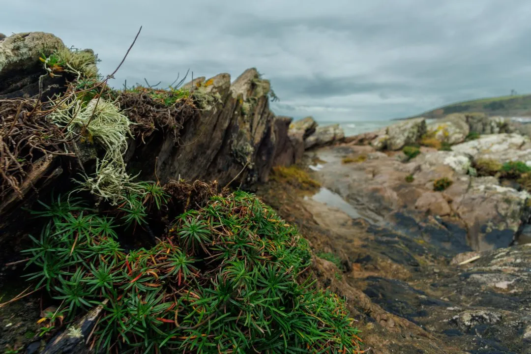 Lichen and coastal plants on rock, Wembury, Devon