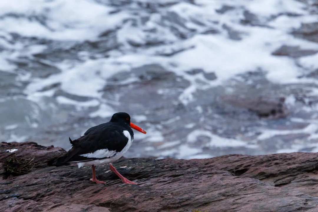 Oystercatcher on the rocks, Wembury, Devon