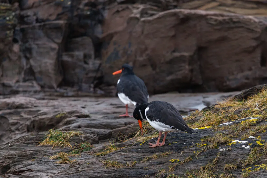 Oystercatchers foraging on the rocks, Wembury, Devon
