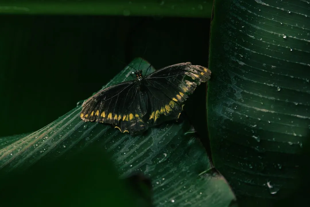Polydamas Swallowtail Butterfly Black Yellow, Portsmouth