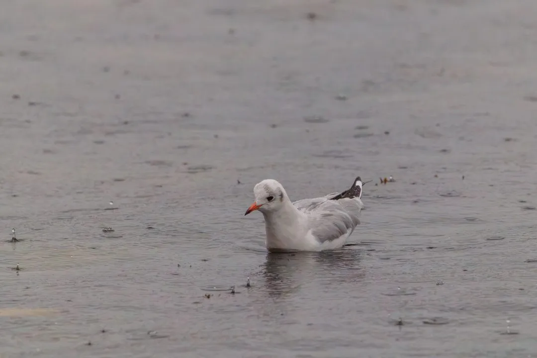 Black headed gull portrait water, Poole Harbour