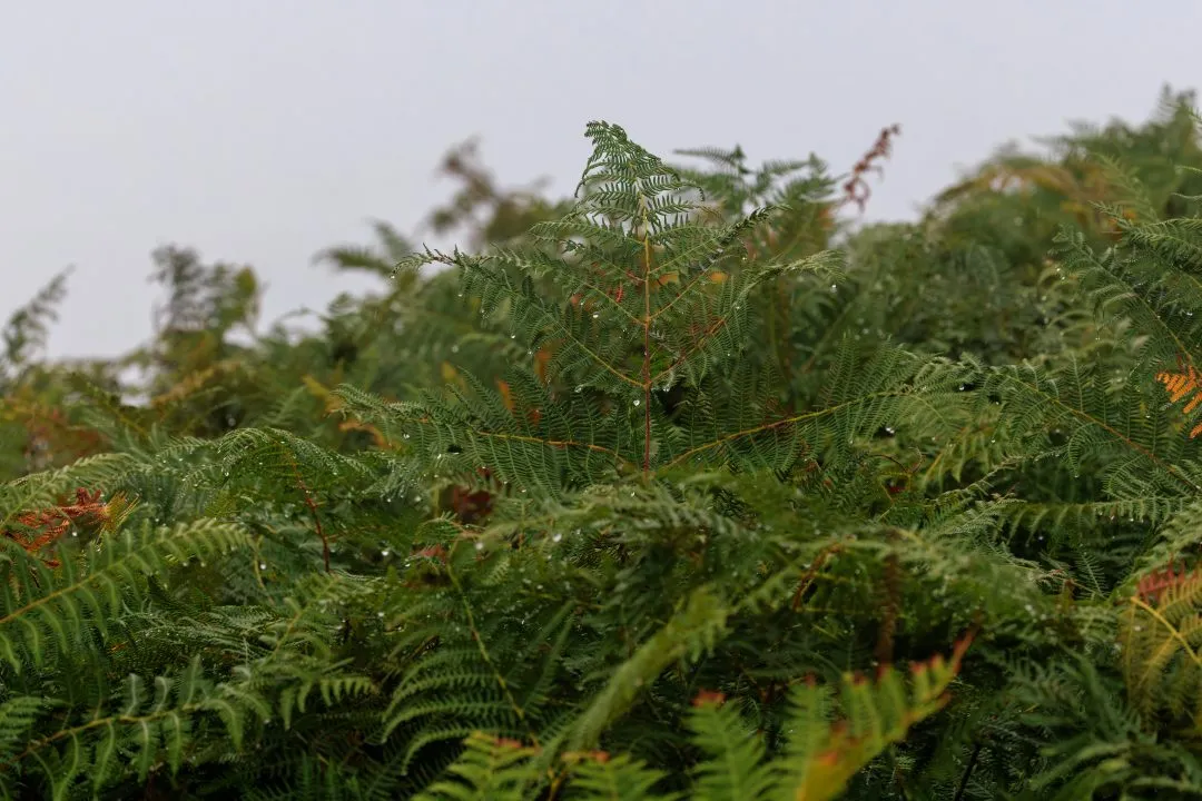 Bracken hillside heathland, Poole Harbour