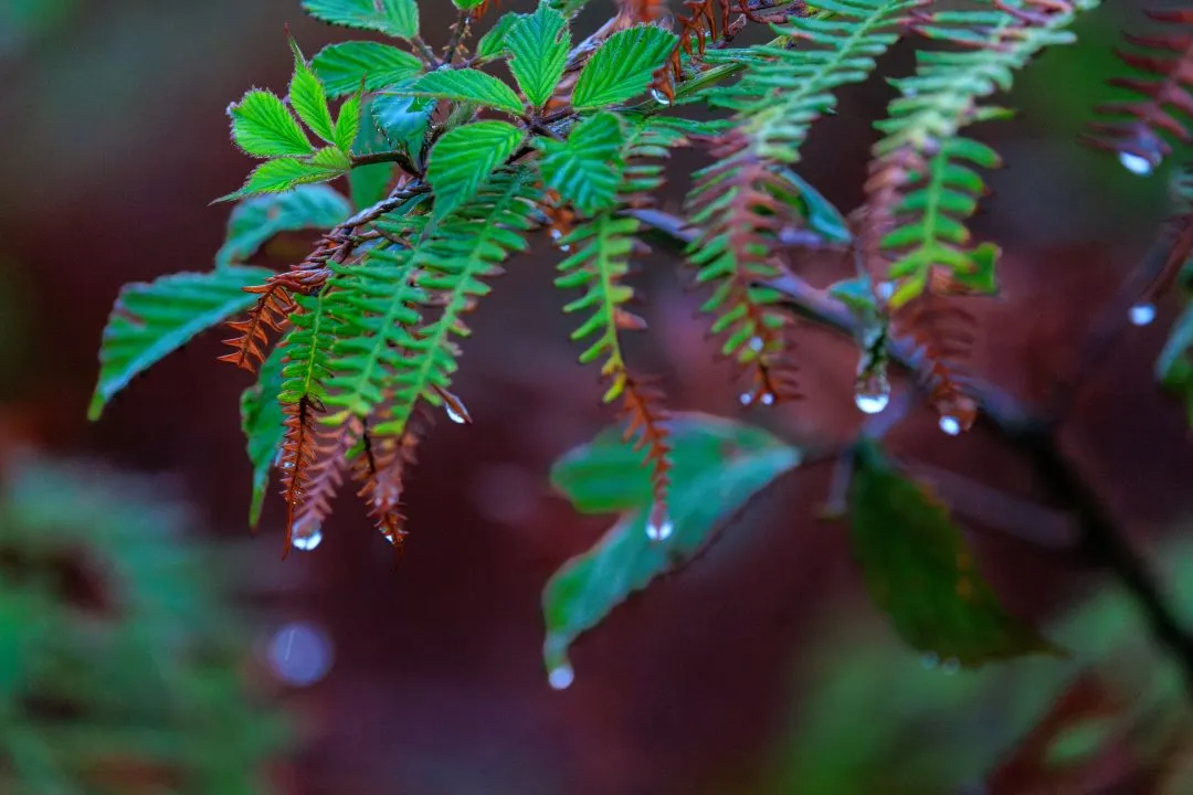 Bracken macro raindrops, Poole Harbour