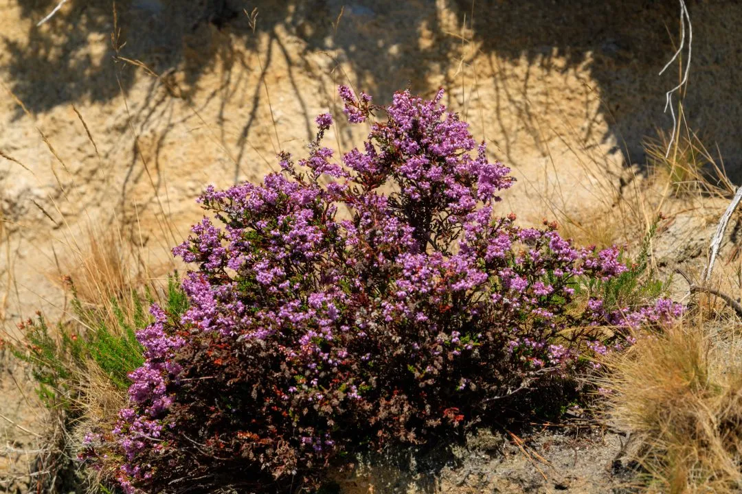 Flowering heather close up, Poole Harbour