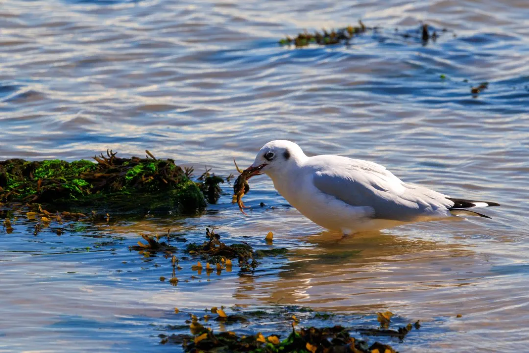 Gull catching crab, Poole Harbour