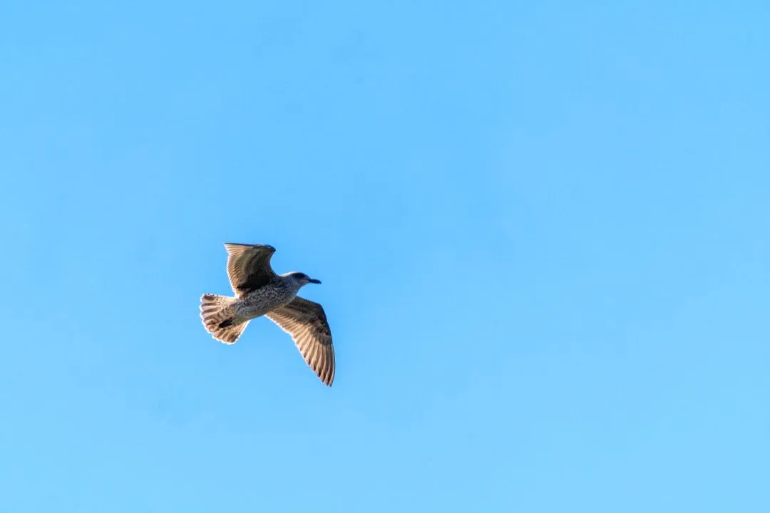 Gull flight blue sky, Poole Harbour